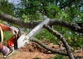 Tree and Shrub Care in Sutter, CA