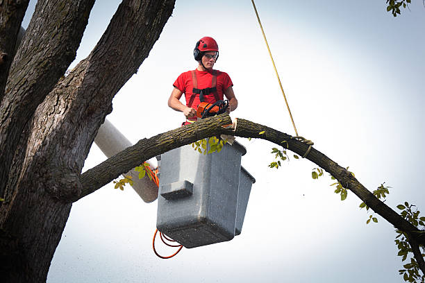 Sutter, CA  Tree Services Company